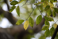 Celtis sinensis