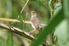 Prinia inornata