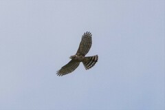 Accipiter trivirgatus