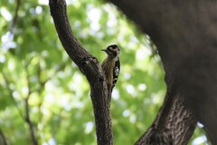 Yungipicus canicapillus