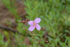 Rhexia alifanus