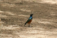 Lamprotornis superbus