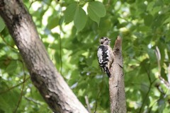 Yungipicus canicapillus