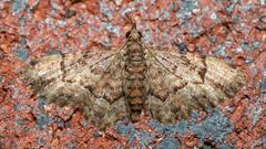 Gymnoscelis lophopus