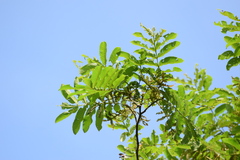 Pterocarya stenoptera