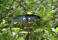Byasa polyeuctes