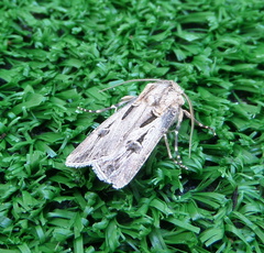 Agrotis spinifera