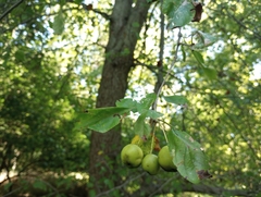 Malus prunifolia