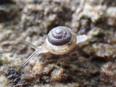 Limacoidei