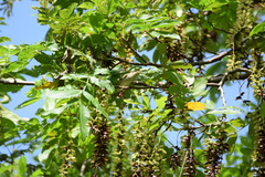 Pterocarya stenoptera