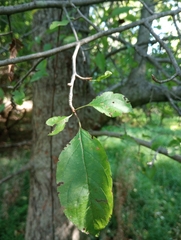 Malus prunifolia