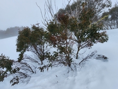 Eucalyptus pauciflora niphophila