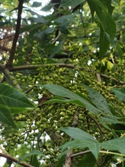 Pistacia chinensis