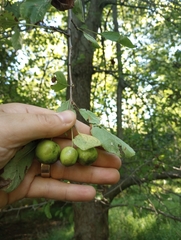 Malus prunifolia