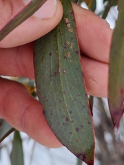 Eucalyptus pauciflora niphophila