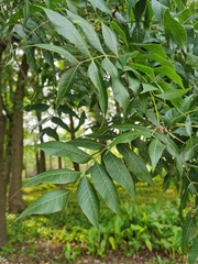 Pistacia chinensis