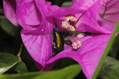 Calomacraspis splendens