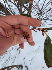 Eucalyptus pauciflora niphophila