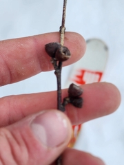 Eucalyptus pauciflora niphophila