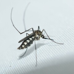 Armigeres subalbatus