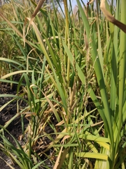 Beckmannia syzigachne