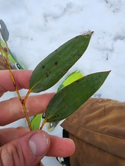 Eucalyptus pauciflora niphophila