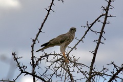 Melierax poliopterus