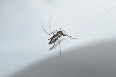 Armigeres subalbatus