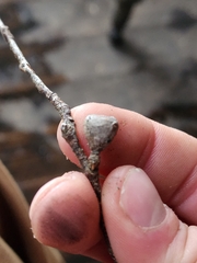 Eucalyptus pauciflora niphophila