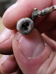 Eucalyptus pauciflora niphophila