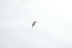 Armigeres subalbatus