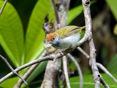 Orthotomus atrogularis