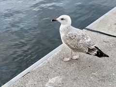 Larus argentatus