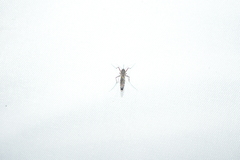 Armigeres subalbatus