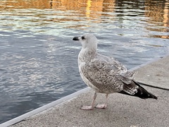 Larus argentatus