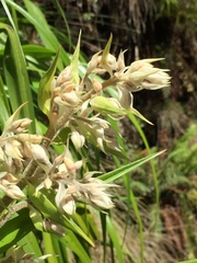 Milligania longifolia