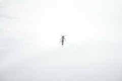 Armigeres subalbatus