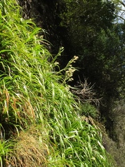 Milligania longifolia