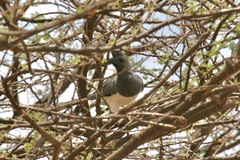 Corythaixoides leucogaster