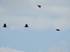 Leistes superciliaris