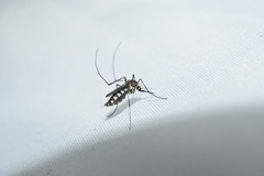 Armigeres subalbatus