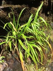 Milligania longifolia