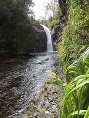 Milligania longifolia