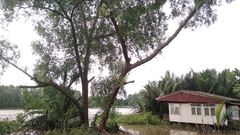 Sonneratia caseolaris