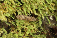 Amphineurus