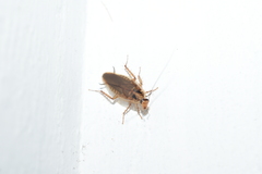 Blattella