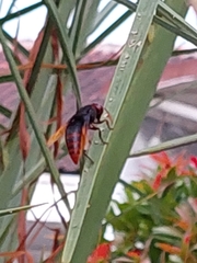 Rhynchium