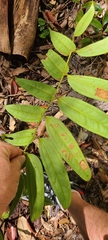 Ripogonum discolor