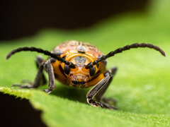 Poneridia semipullata