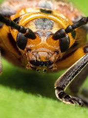 Poneridia semipullata